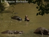 Hippos in Maasai Mara Game Reserve