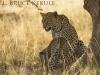 Leopard mother and cub in Samburu