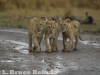 Lion cubs in Maasai Mara
