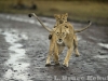 mother-lion-and-cub
