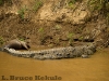 Crocodile and wildebeest carcass in Maasai Mara