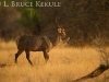 Waterbuck bull in Samburu