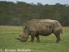 White rhino in Lake Nakuru