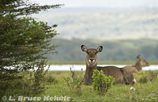 Waterbuck female in Lake Nakuru National Park