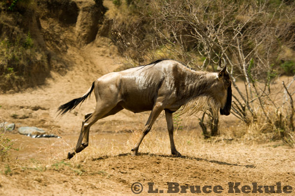 Wildebeest on the run up from the Mara River, Maasai Mara
