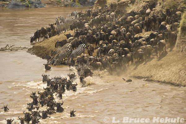 Wildebeest and Zebra crossing the Mara River