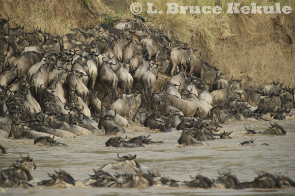 Wildebeest and zebras at a crossing by the Mara River