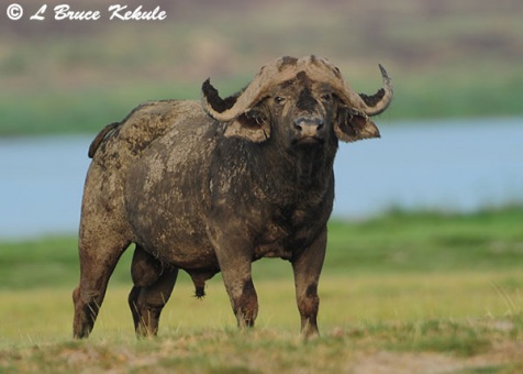 Cape buffalo bull in Amboseli NP