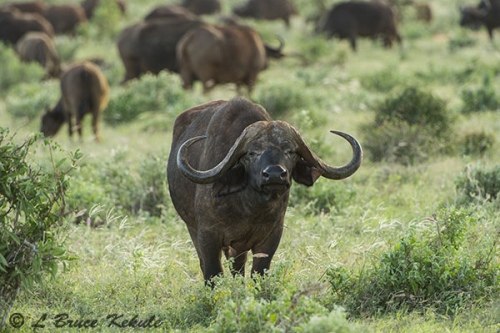 Cape buffalo bull in Tsavo East NP