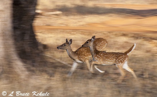 chital-females-on-the-run-in-tadoba