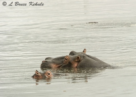 Hippo mother and baby in Amboseli NP