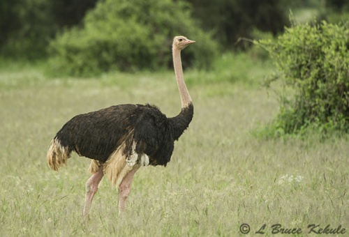 Ostrich in Aboseli National Park