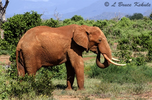 Bull elephant in Tsavo (East) NP