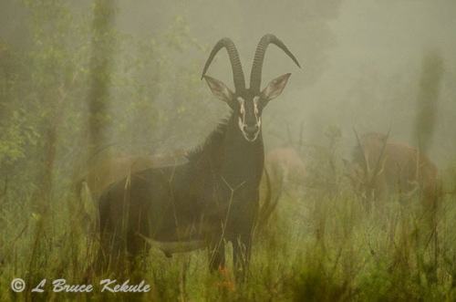 Sable antelope in Shimba Hills WS