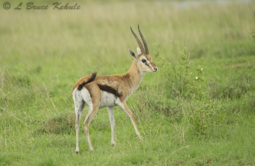 Thomson's gazelle in Nairobi NP