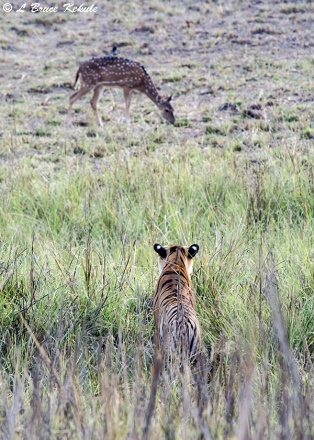 Tiger cub stalking a spotted deer at the lake in Tadoba