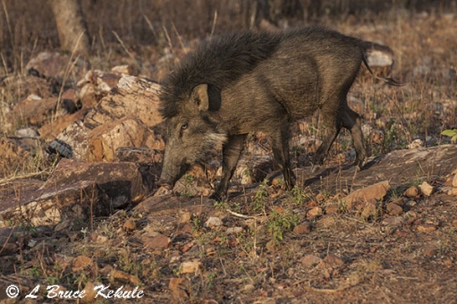 Wild pig in Tadoba