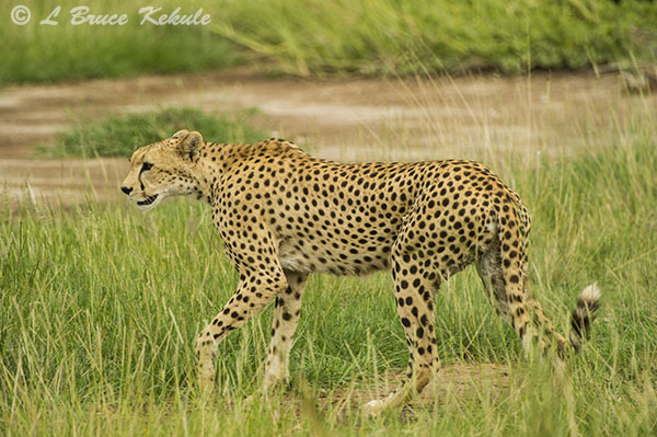 Cheetha on the prowl in Amboseli NP