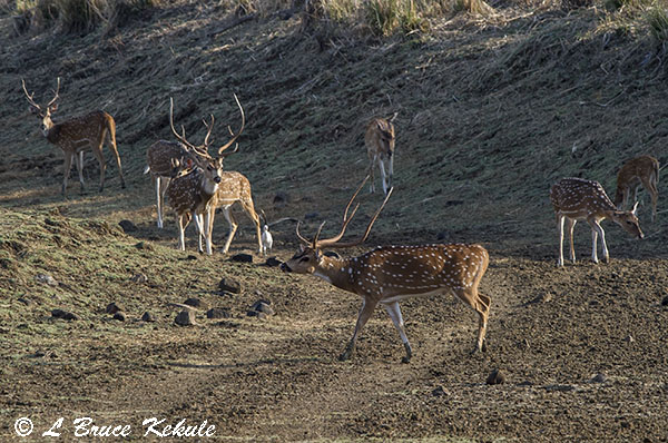 Chital stags (spotted deer) in Tadoba