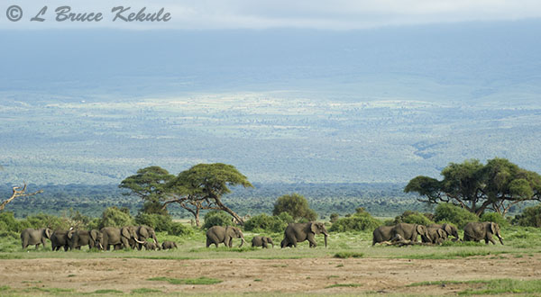 Elephant's in Amboseli NP