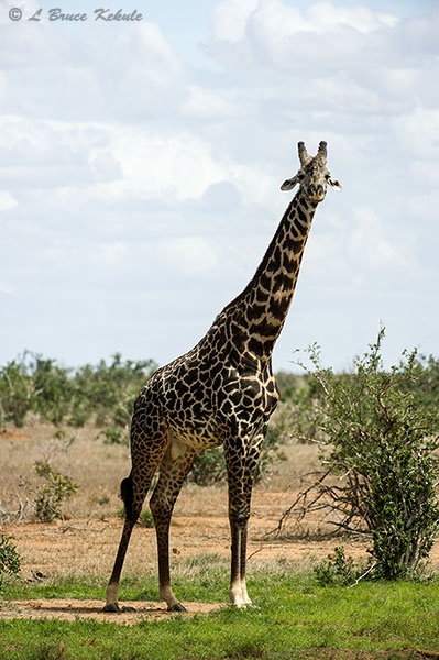 Giraffe male in Tsavo (West) NP