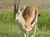 Grant's gazelle in Amboseli NP
