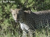 Leopard in Samburu Nationa Reserve