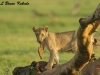 Lion cub in Tsavo East