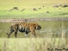 Tiger male at the lake in Tadoba