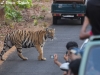 Tiger cub on the road in Tadoba