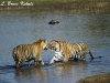 Tigers pair in the lake at Tadoba