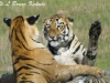 Tigers sparring in Tadoba