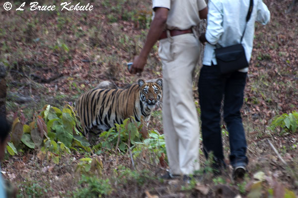 Tiger cub posing for forest officials near the road in Tadoba