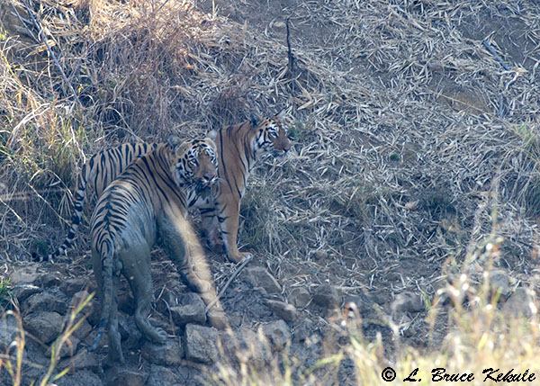Tigers pair in Tadoba