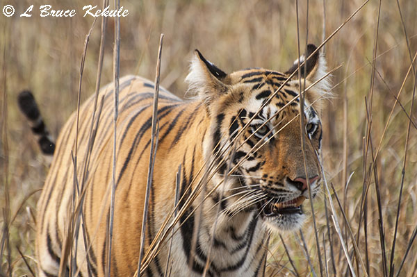 Tiger cub up-close near the lake at Tadoba