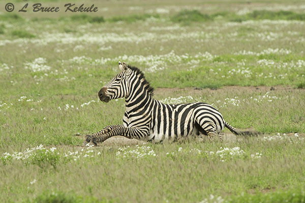 Zebra in Amboseli NP