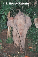 Asian elephant scavenging discarded fruit in Kaeng Krachan NP