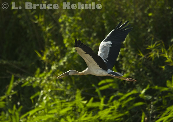 Openbill flying in Beung Boraphet