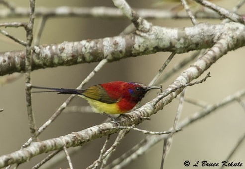 Gould's sunbird in Chiang Dao Wildlife Sanctuary