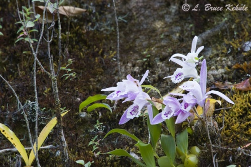 Orchids in Doi Inthanon