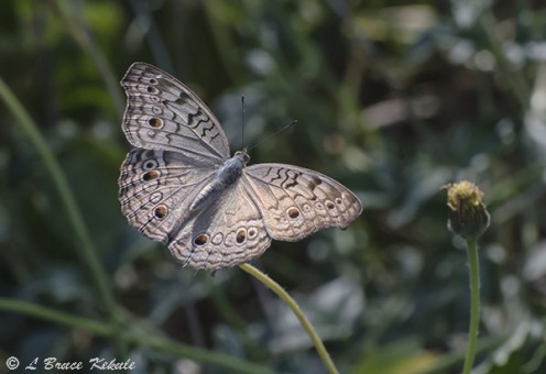 Pansi butteryfly in Doi Chiang Dao