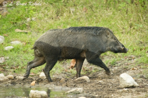 Wild boar in Om Koi Wildlife Sanctuary