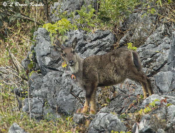 Goral male in Chiang Dao Wildlife Sanctuary