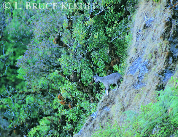 Goral on cliff in Doi Inthanon
