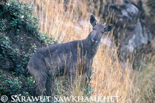 Male goral in Doi Inthanon National Park