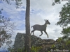 Goral jumping in Mae Lao - Mae Sae Wildlife Sanctuary