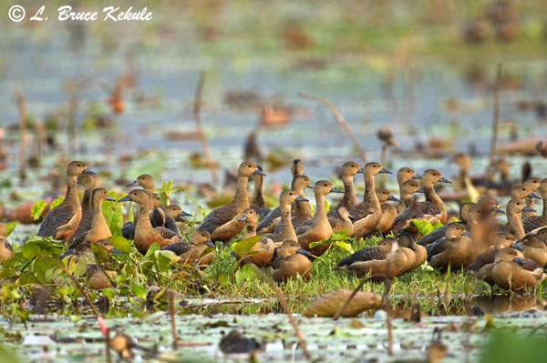 Whistling ducks in Chiang Saen lake