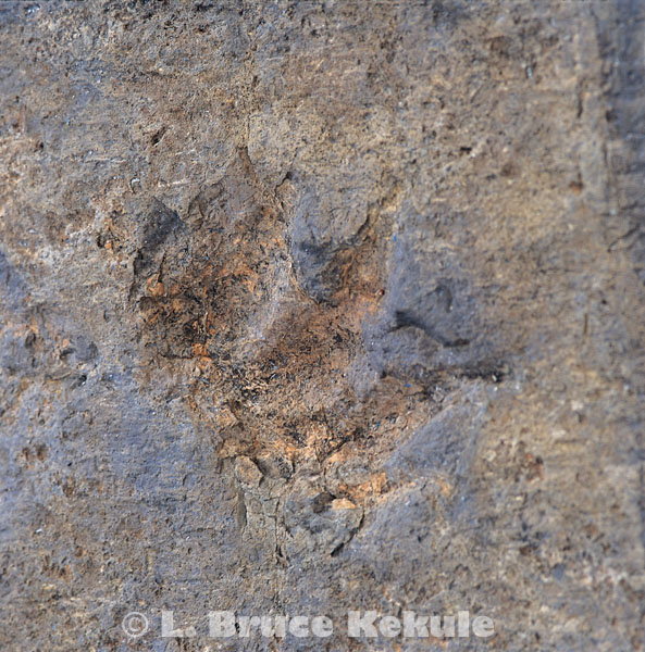 Fossil arcosaur fottprint