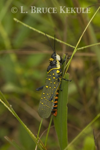 Bombay locust in Phu Khieo Wildlife Sanctuary