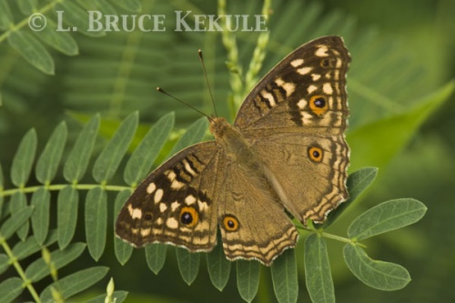 Brown pansi butterfly Phu Khieo Wildlife Sanctuary